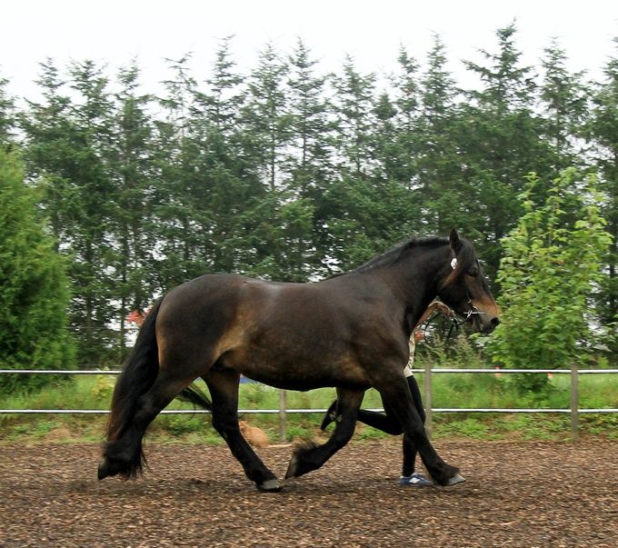 Morgan 22-13-5084, 3 årig vallack, F: Mycklaren 2031, M: Maggi 23751, MF: Bonaparte 1926: 9-8-8-8-7= 40p