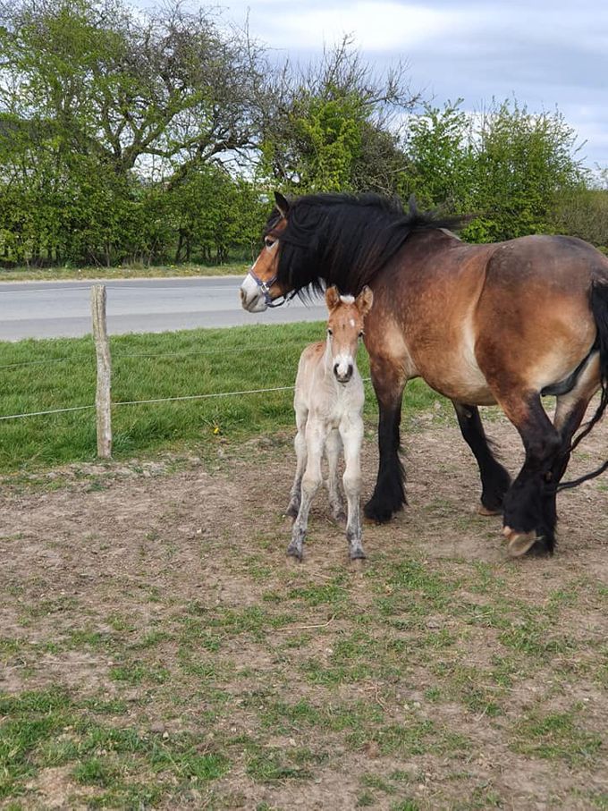 Hingsteføl, født april 2020
M: Y's Evita 22-15-0141, F: Bonaparte 1926, MF: Primör 2038
Ejer: Karen-Margrethe Madsen